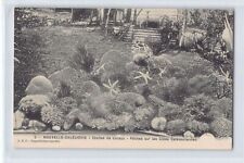 NEW CALEDONIA - Coral Stars - Fisheries on the Caledonian Coasts
