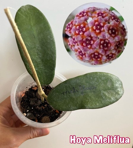 Hoya meliflua pot - hoya, en