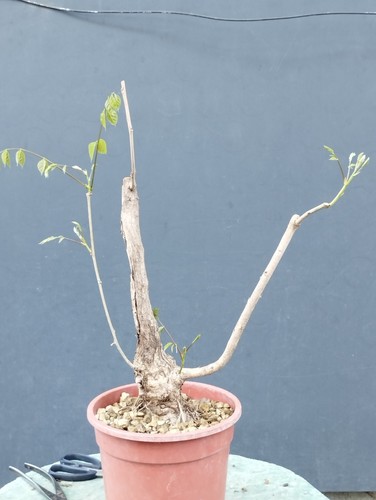 Bonsaï glycine cm en - bonsaï,