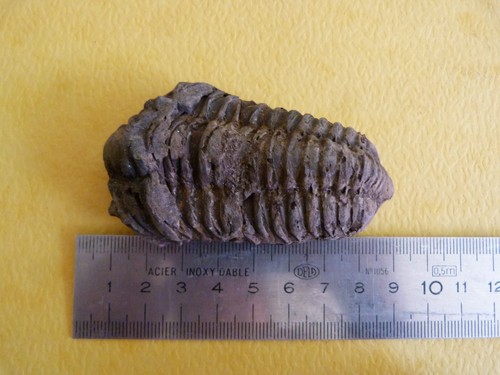 Trilobite colpocoryphe grandis - trilobite,