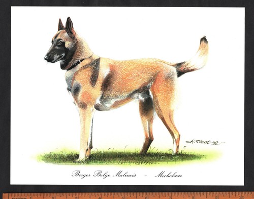 Belgian malinois dog stunning - dog,