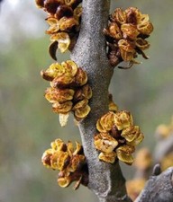 Argousier Hikul Male 2L -