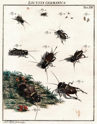 Tab xiii sauterelles locusts - sauterelles,