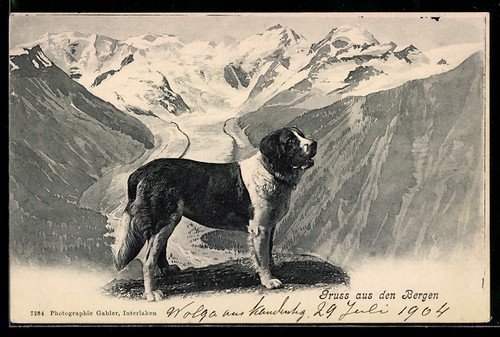 Saint bernard sur - saint-bernard,