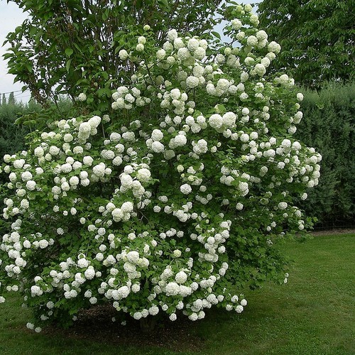 Viorne boule neige roseum - viorne, de