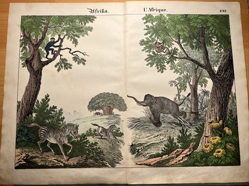Singe éléphant zèbre baobab