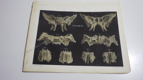 1850 lithographie couleur os - ,