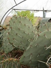 Opuntia dulcis 1cutting 1 bouture succulent frosthardy outdoor