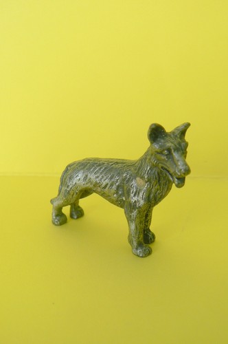 Magnifique chien loup - chien,