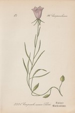 Campanule Carnica Chromo-Lithographie De 1885