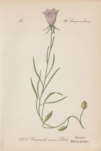 Campanule carnica - campanule,