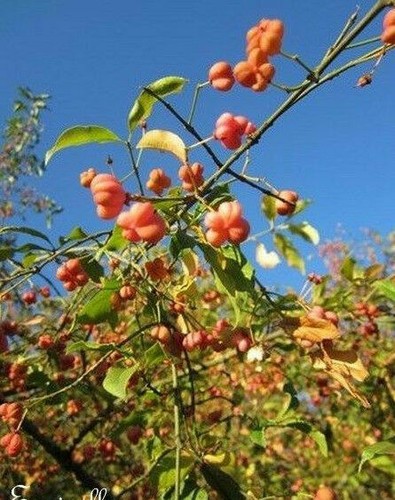 Fusain europe euonymus - fusain, d'europe