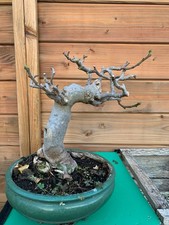 bonsai figuier tres vieux