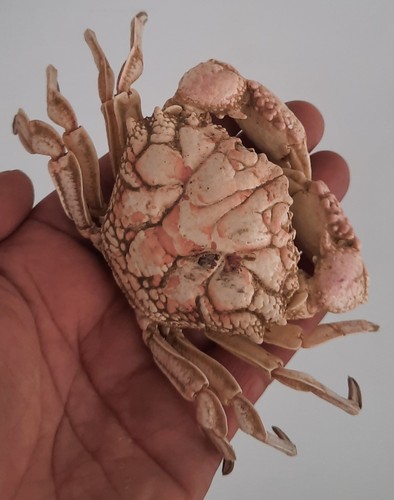 Curiosité taxidermie - ,,