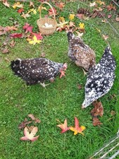 Poules et oeuf fecondé Araucana Marans Olivette Lakenfeleder Houdan Faverolles.