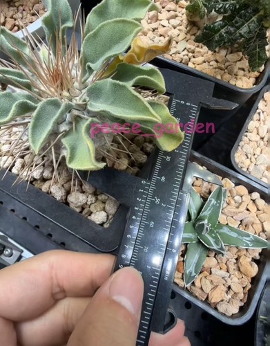 Rareplant pachypodium - rareplant,