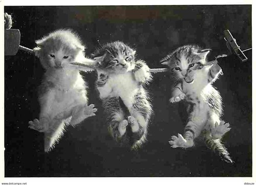 Carte postale animaux - carte,