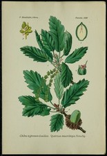 1898ca - Chêne à grosses