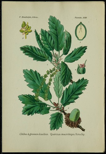 1898ca chêne à - -, grosses