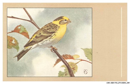 Car adrp19 1052 oiseau - -, serin