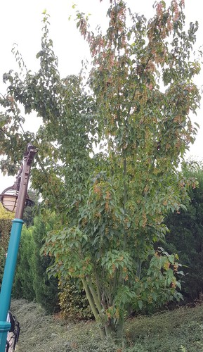 Acer davidii érable à - /,