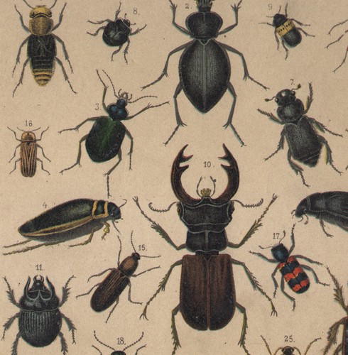 1890 lithographie insectes - lithographie,