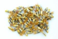 NEPENTHES RAMISPINA - PLANTE