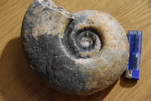 Très grande ammonite - très,