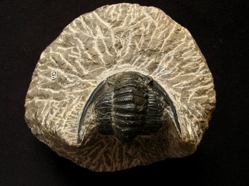 Trilobite dévonien - trilobite,