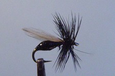 10 x Mouche de peche Sèche Fourmi Noir F. D H12/14/16/18 dry fly ant black mosca
