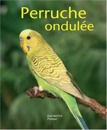 Perruche ondulée bien la - ondulée,