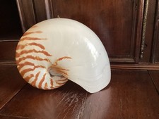 Gros coquillage Nautile