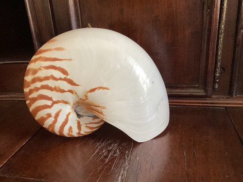 Gros coquillage nautile - coquillage,