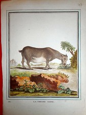 49 GRAVURE XVIIIe  Histoire Naturelle Sciences BUFFON La CHÈVRE NAINE