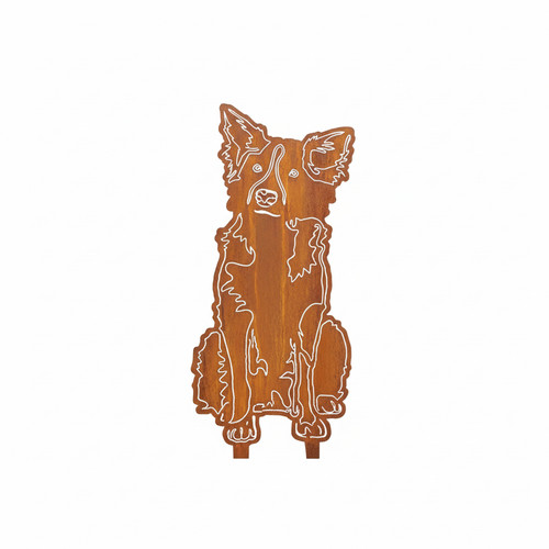 Border collie rouille - collie,