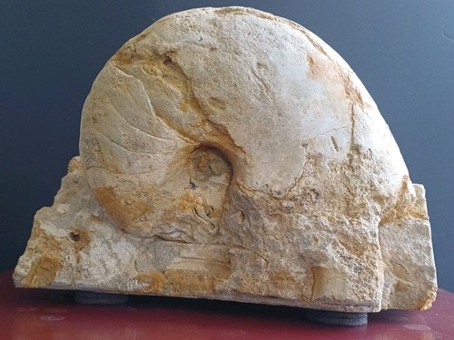 Nautile fossile cenoceras - nautile,