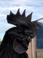 Ayam Cemani Hatching Eggs (6)