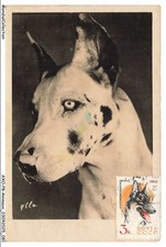 AXOP8-0896-ANIMAUX - Chien