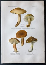 1891 - Planche couleur