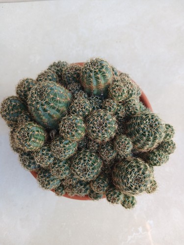 Lobivia arachnoidea cactus - lobivia,