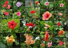 HIBISCUS COULEURS ET FORMES MÉLANGÉES, 20 graines avec CADEAU GRATUIT