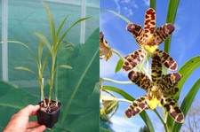 Ansellia africana, orchidée