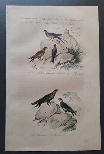 Gravure oiseau rehaussé - gravure,