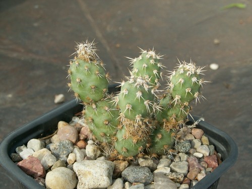 Opuntia alberta sunset x - 'alberta, sunset'