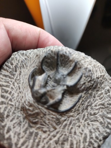282 authentique trilobite - 282,
