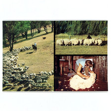 Australia Postcard, Sheep Mustering, Shearing, Farming, vintage prepaid 22