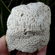 Corail Fossilisé motif dentelle 8.5x7cm fossile collection ancienne cabinet