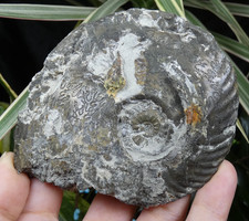 Grande ammonite fossilisée en