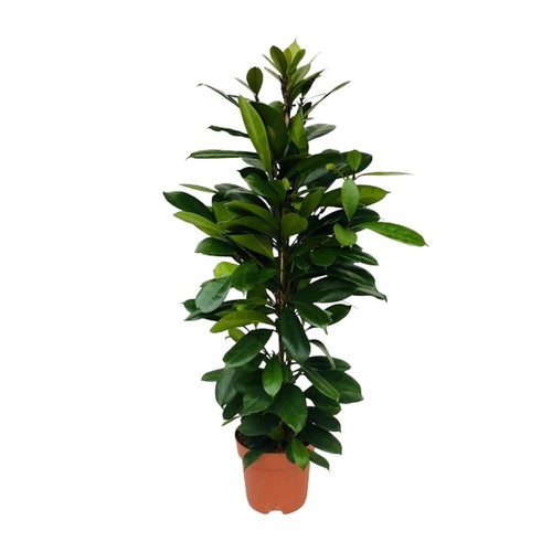 Figuier ficus cyathistipula - ficus,