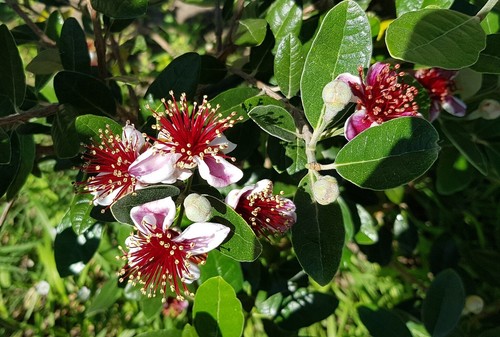 Feijoa sellowiana mammouth - feijoa, mammouth"